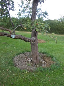 Behandling av äppelträd. Det sjuka tas bort och håligheter skapas.Tvinnade gräsnystan läggs runt rötterna. Före planteringen har en ordetntlig odlingsbädd skapats. Par meter i diameter och 1,5 m djup.
