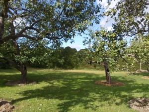 Äppelträdgård med skyddande granhäck