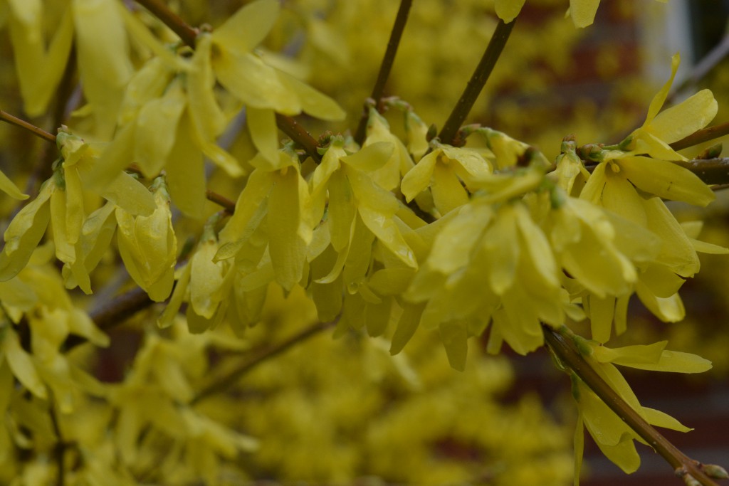 Blommande Forsythia